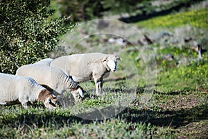 Dorper white headed ram standing and looking at camera photo