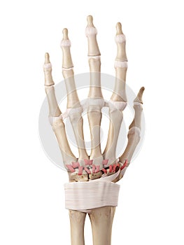 The dorsal carpometacarpal ligaments