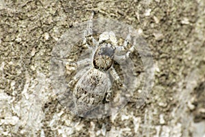 Dorsal close-up of female jumping spider, Menemerus bivitattus, Satara photo