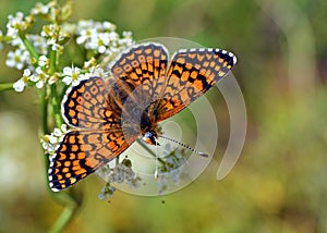 Melitaea cinxia , the Glanville fritillary butterfly on flower photo