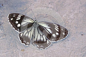 Satyridae butterfly