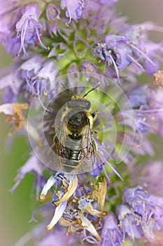 Dorsal closeup of a female Garden leafcutter bee, Megachile centuncularis a purple flower