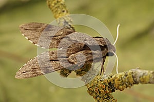 Dorsal closeup on the large Privet hawk-moth ,Sphinx pinastri sitting on a lichen covered twig