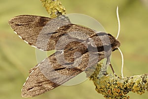 Dorsal closeup on the large Privet hawk-moth ,Sphinx pinastri sitting on a lichen covered twig