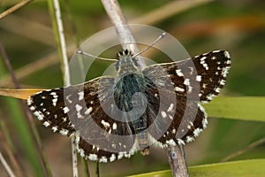 Dorsal closeup of the red-underwing skipper butterfly , Spialia sertorius in Gard, France photo
