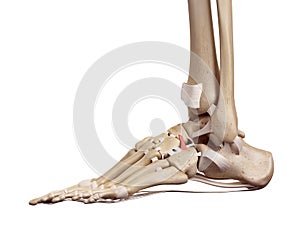 The dorsal cuboideonavicular ligament photo