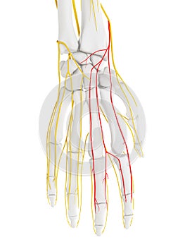 The Dorsal Digital Branches Radial Nerve