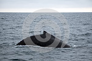 Dorsal fin of a humpback whale in Machalilla National Park