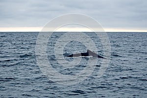 Dorsal fin of a humpback whale in Machalilla National Park