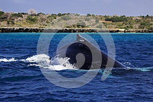 Dorsal fin of humpback whale at Mozambique