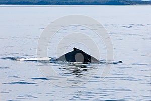 Dorsal fin of a Humpback whale surfacing in Alaska