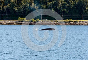 Dorsal fin of a Humpback whale surfacing near Ketchikan, Alaska