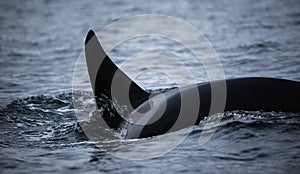 Dorsal Fin Of An Orca