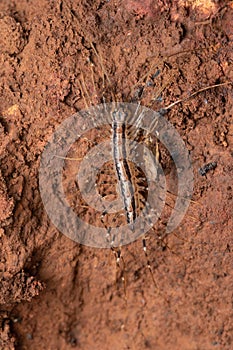 Dorsal of House centipede, Scutigera coleoptrata, Satara