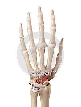 The dorsal intercarpal ligaments