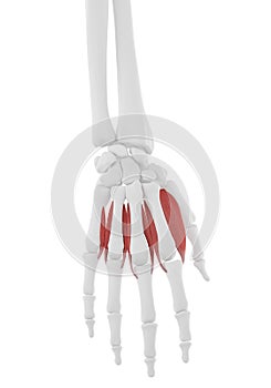 the Dorsal Interosseous