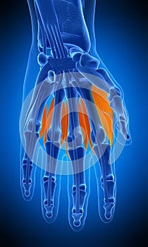 The dorsal interosseous