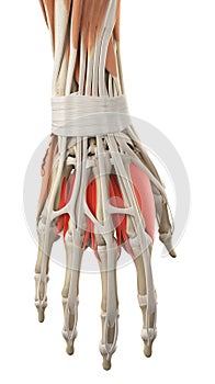 The dorsal interosseous muscles