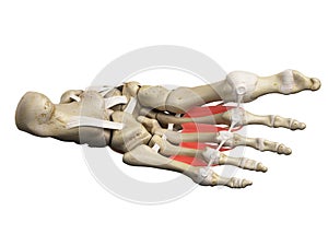 The dorsal interosseous muscles