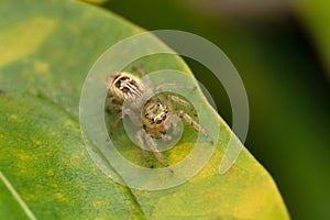 Dorsal of jumping spider female dorsal view, Thyene imperialis photo