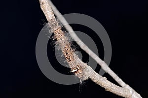 Dorsal of Lappet moth caterpillar, Gastropacha quercifolia,