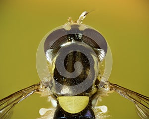 A dorsal macro of a tiny injured hoverfly