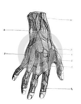 Dorsal nerves and dorsal veins of the fingers in the old book D`Anatomie Chirurgicale, by B. Anger, 1869, Paris