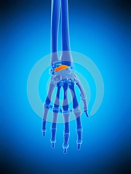 The dorsal radiocarpal ligaments photo