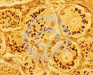 Dorsal root ganglion neurons. Golgi apparatus photo