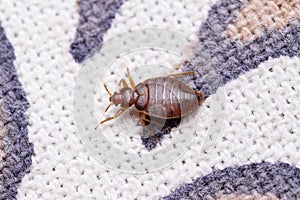 Dorsal shot of Bed bug, Cimex lectularius, Pune, Maharashtra photo