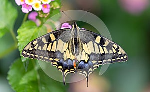 Dorsal side Close-up of a butterfly swallowtail (Papilio machaon)