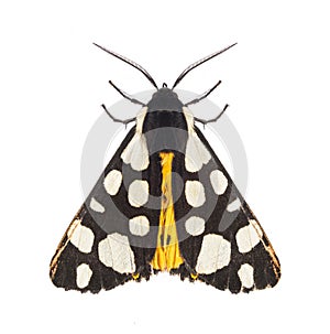 Dorsal side of a Cream-spot tiger moth, Arctia villica, Erebidae family, isolated on white photo