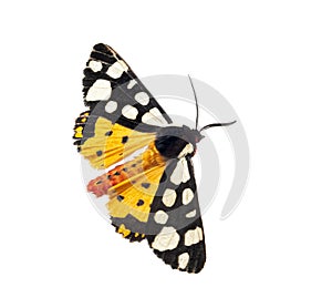 Dorsal side of a Cream-spot tiger moth, Arctia villica, Erebidae family, isolated on white photo