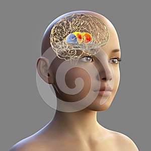 Dorsal striatum in the child's brain, 3D illustration photo