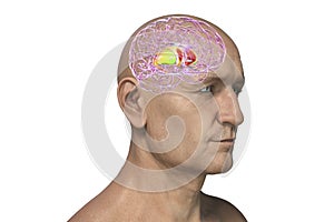 Dorsal striatum in the human brain, 3D illustration photo