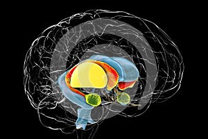 Dorsal striatum and lateral ventricles in the brain of a person with Huntington's disease photo