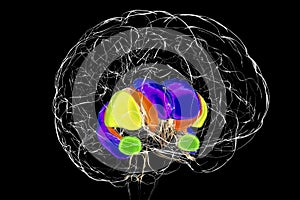 Dorsal striatum and lateral ventricles in the Huntington's disease, 3D illustration