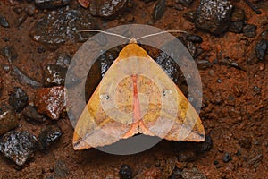 Dorsal of Thyas honesta, moth of the family Noctuidae looking forward