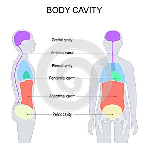 dorsal and ventral body cavities for internal organs or viscera