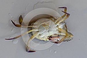 Dorsal view of Blue Manna crab, Sand crab. Flower crab. Portunus pelagicus  on a white background. Close-up photo of fresh