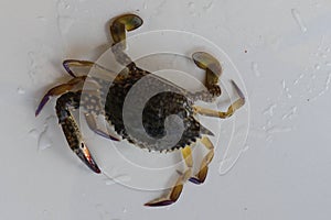 Dorsal view of Blue Manna crab, Sand crab. Flower crab. Portunus pelagicus  on a white background. Close-up photo of fresh