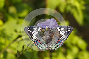 Dorsal view of Common Gaudy Baron butterfly Euthalia lubentina photo