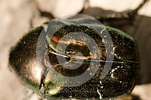 Dorsal view of a copper chafer.