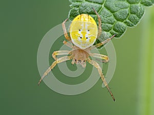 P1010146 colorful sixspotted orbweaver spider, Araniella displicata, Deas Island, BC cECP 2020 photo