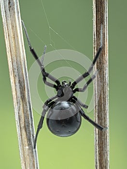 P5130253 dorsal view of female black widow spider on web, Boundary Bay, Delta, Canada cECP 2021