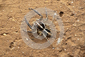 Dorsal view of jumping spider, Plexippus paykulli, Satara