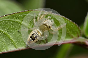 Dorsal view of Jumping spider, Thyene imperialis female, Satara photo