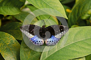 Dorsal view of a male common archduke butterfly Lexias pardalis