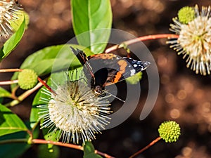 Dorsal view of medium sized butterly The red admiral Vanessa atalanta sitting on flowering plant buttonbush, button-willow or