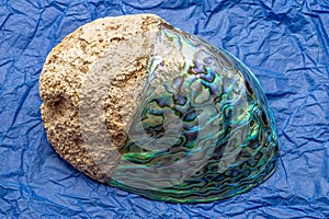 Dorsal View Of New Zealand Origin Paua Abalone Shell With A Multicolored Opalescent Surface